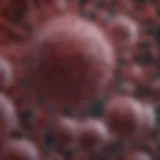 Detailed overview of Sciencell Endothelial Cell Medium components