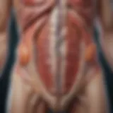 Illustration depicting the anatomy of the abdominal region highlighting the left side.