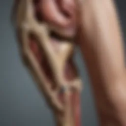Anatomical diagram of a leg showing bone structure