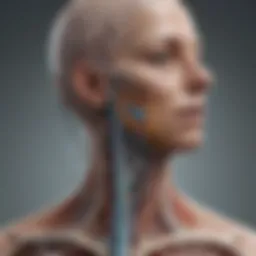 Illustration of the vagus nerve pathways in the body