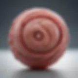 A detailed illustration of an eight-week fetus showcasing its size and features.