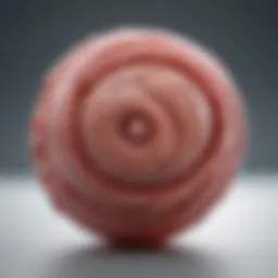A detailed illustration of an eight-week fetus showcasing its size and features.
