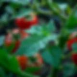 Understanding Tomato Leaf Problems: Causes and Solutions Introduction