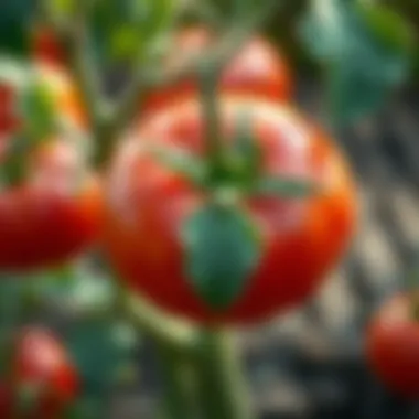 Notable Understanding Tomato Leaf Problems: Causes and Solutions