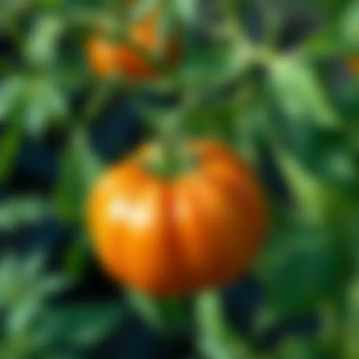 Understanding Tomato Leaf Problems: Causes and Solutions Summary