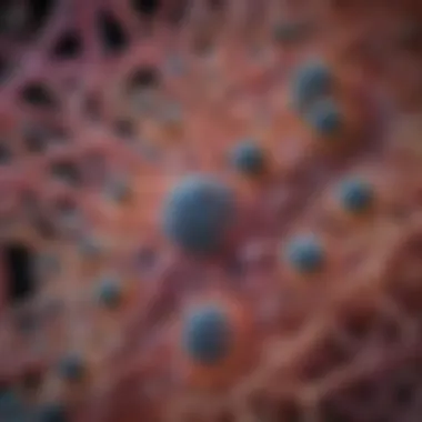 Vimentin V9: Structure, Function, and Implications in Cellular Biology Summary Vimentin V9: Structure, Function, and Implications in Cellular Biology Summary